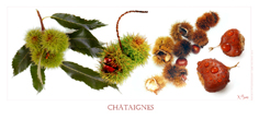 Chataignes
